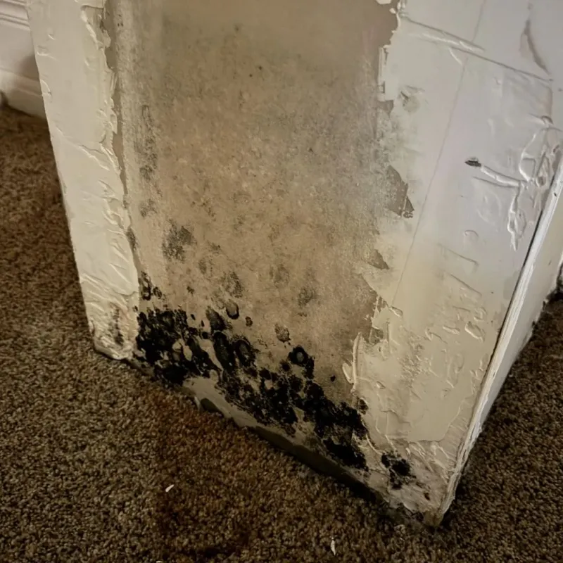 Professional Mold Removal in Lyons, KS